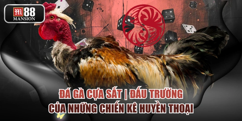 Đá Gà Cựa Sắt | Đấu Trường Của Những Chiến Kê Huyền Thoại