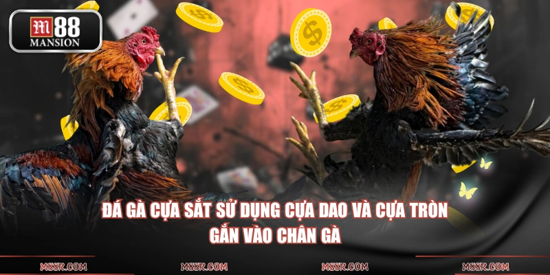 Đá gà cựa sắt sử dụng cựa dao và cựa tròn gắn vào chân gà
