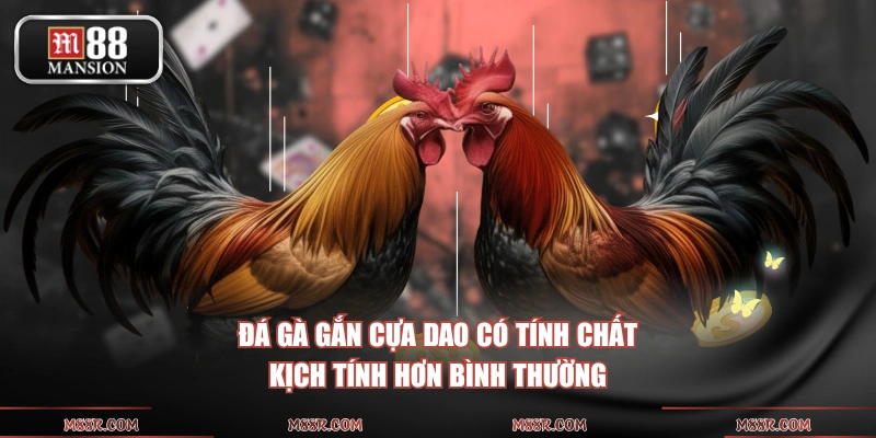 Đá gà gắn cựa dao có tính chất kịch tính hơn bình thường