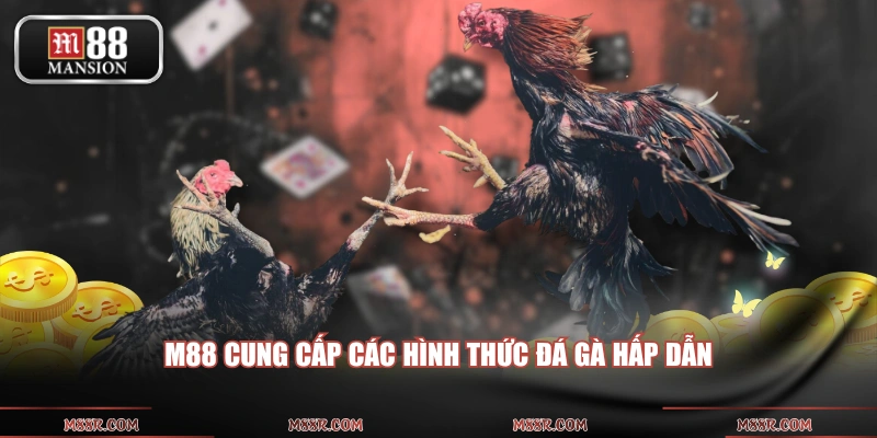 M88 cung cấp các hình thức đá gà hấp dẫn 