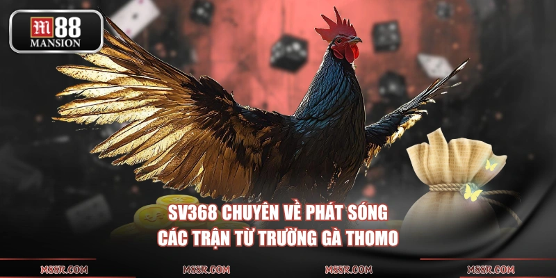 SV368 chuyên về phát sóng các trận từ trường gà Thomo