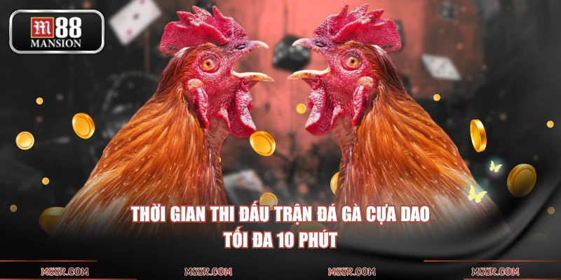 Thời gian thi đấu trận đá gà cựa dao tối đa 10 phút