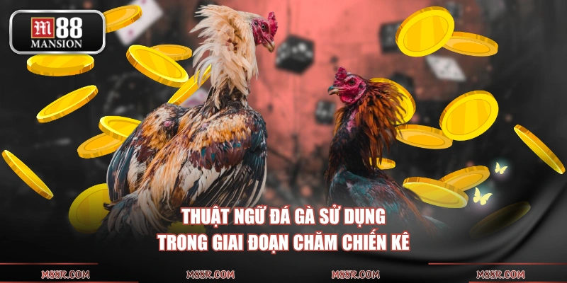 Thuật ngữ đá gà sử dụng trong giai đoạn chăm chiến kê